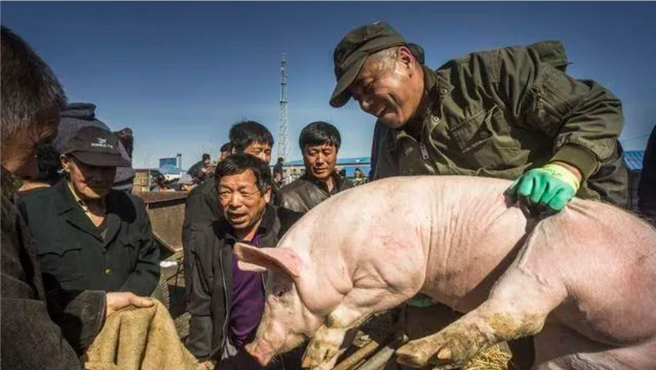 男子杀猪卖肉被罚44万,跪地痛哭:我一年才赚3万  罚款法规再度升级