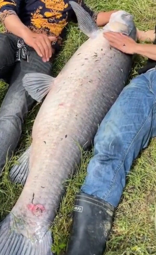 罕见!湖北男子举水河钓起百斤青鱼王,价值几万的鱼转身就放了