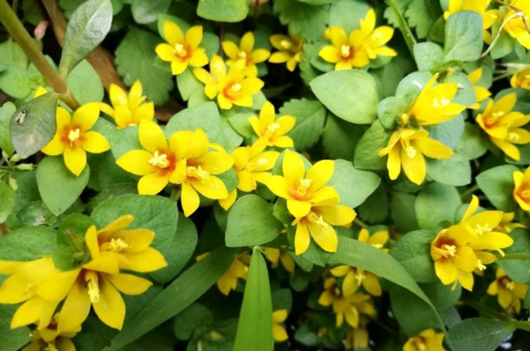 过路黄是怎样的植物?