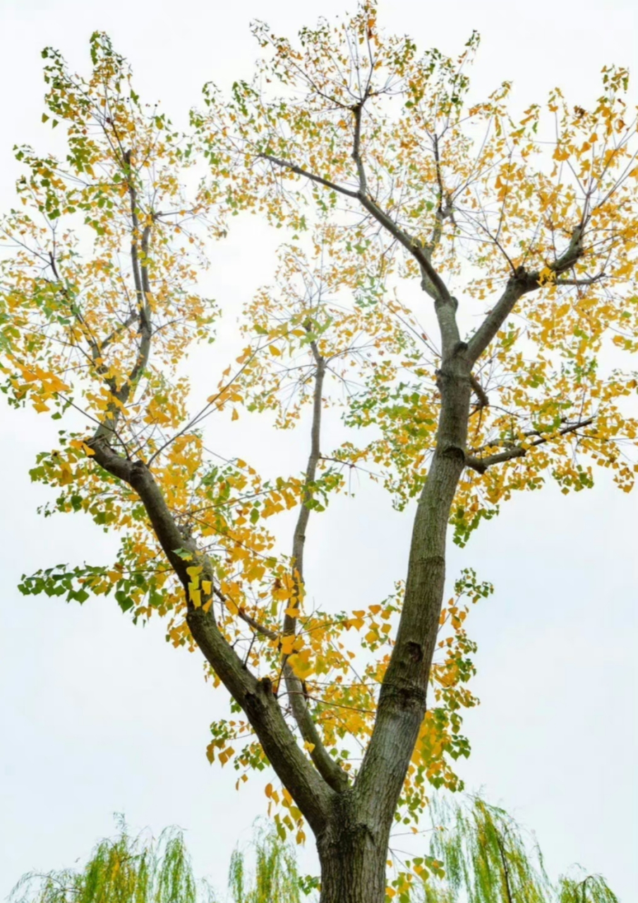 "  满院秋香一树风 …  "  大自然的色彩真美,夏将近,秋不远,满园秋风