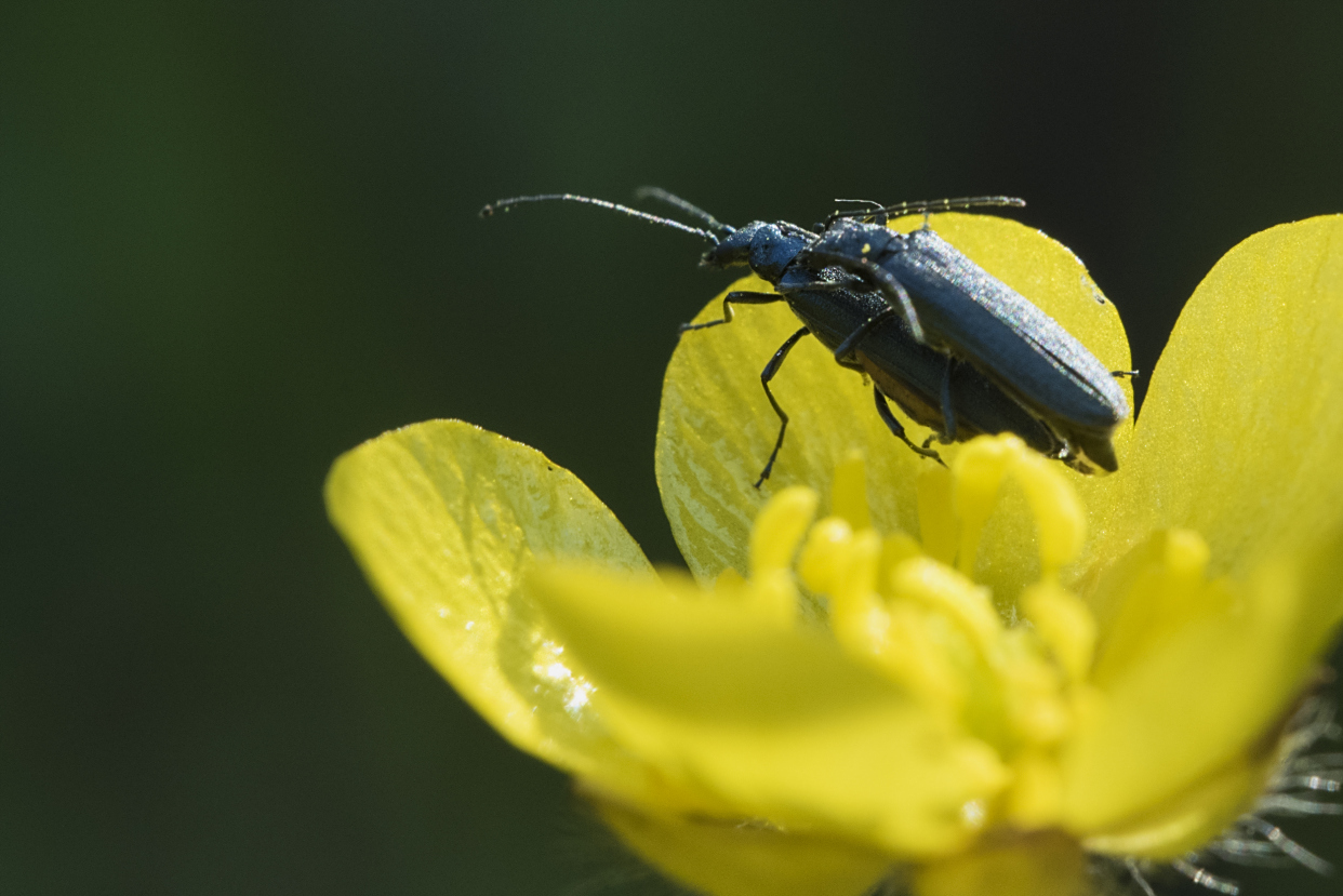 蝈蝈,天牛,花金龟