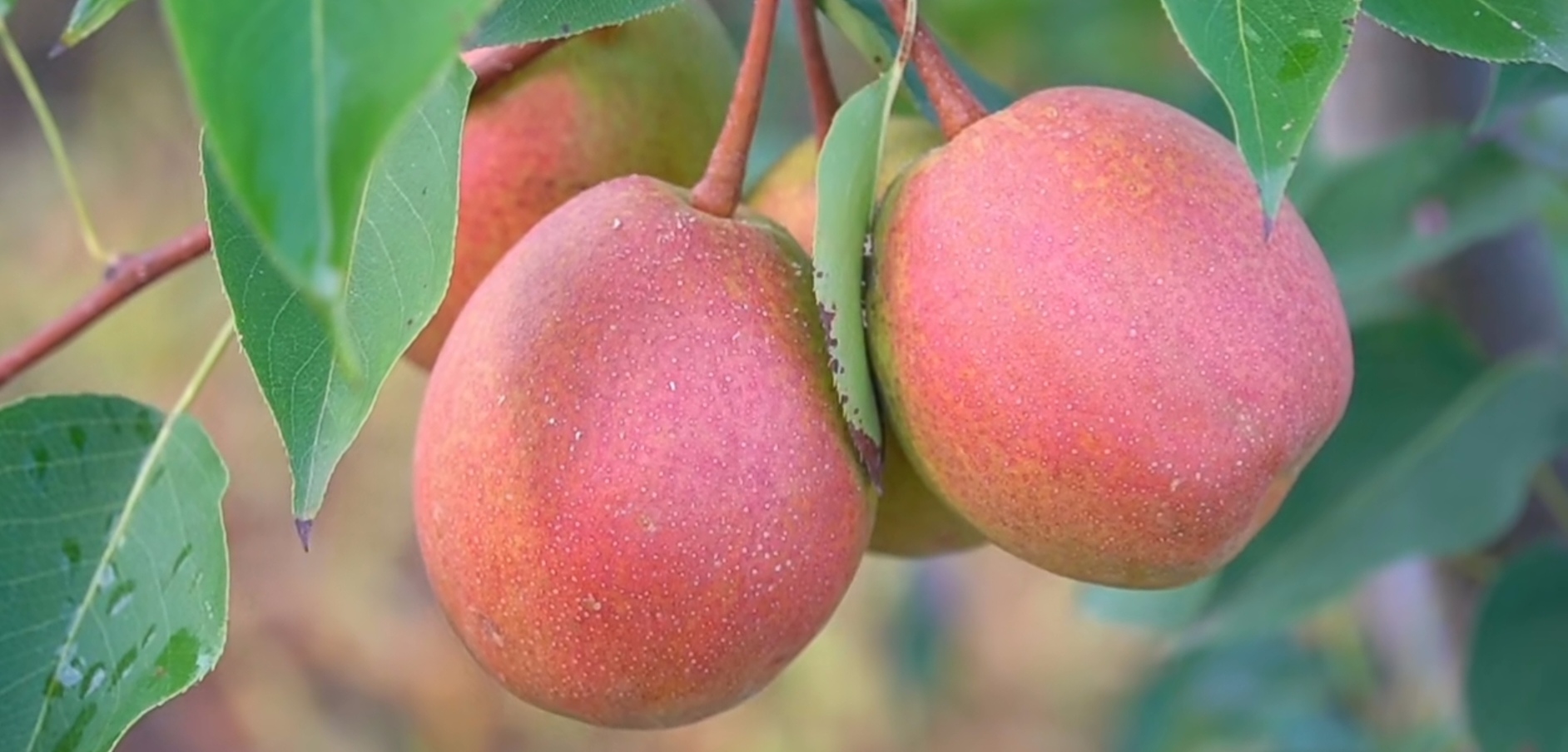 中熟梨品种,秀峰梨