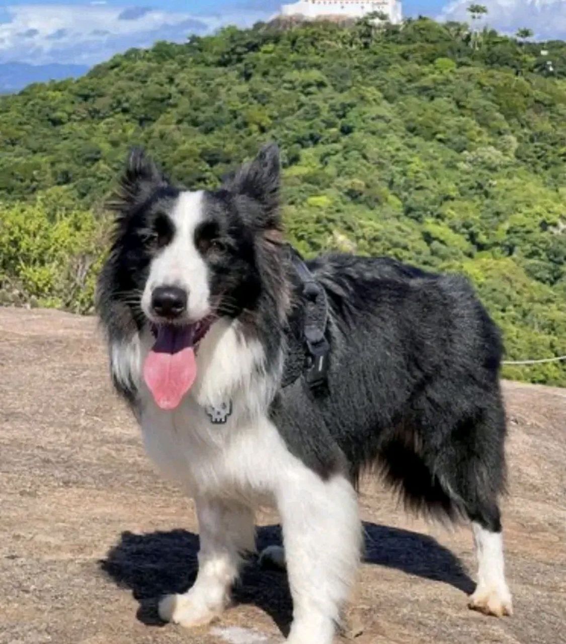 中国允许养的大型犬包括以下几种:  阿拉斯加犬:性格温顺,憨厚,虽然