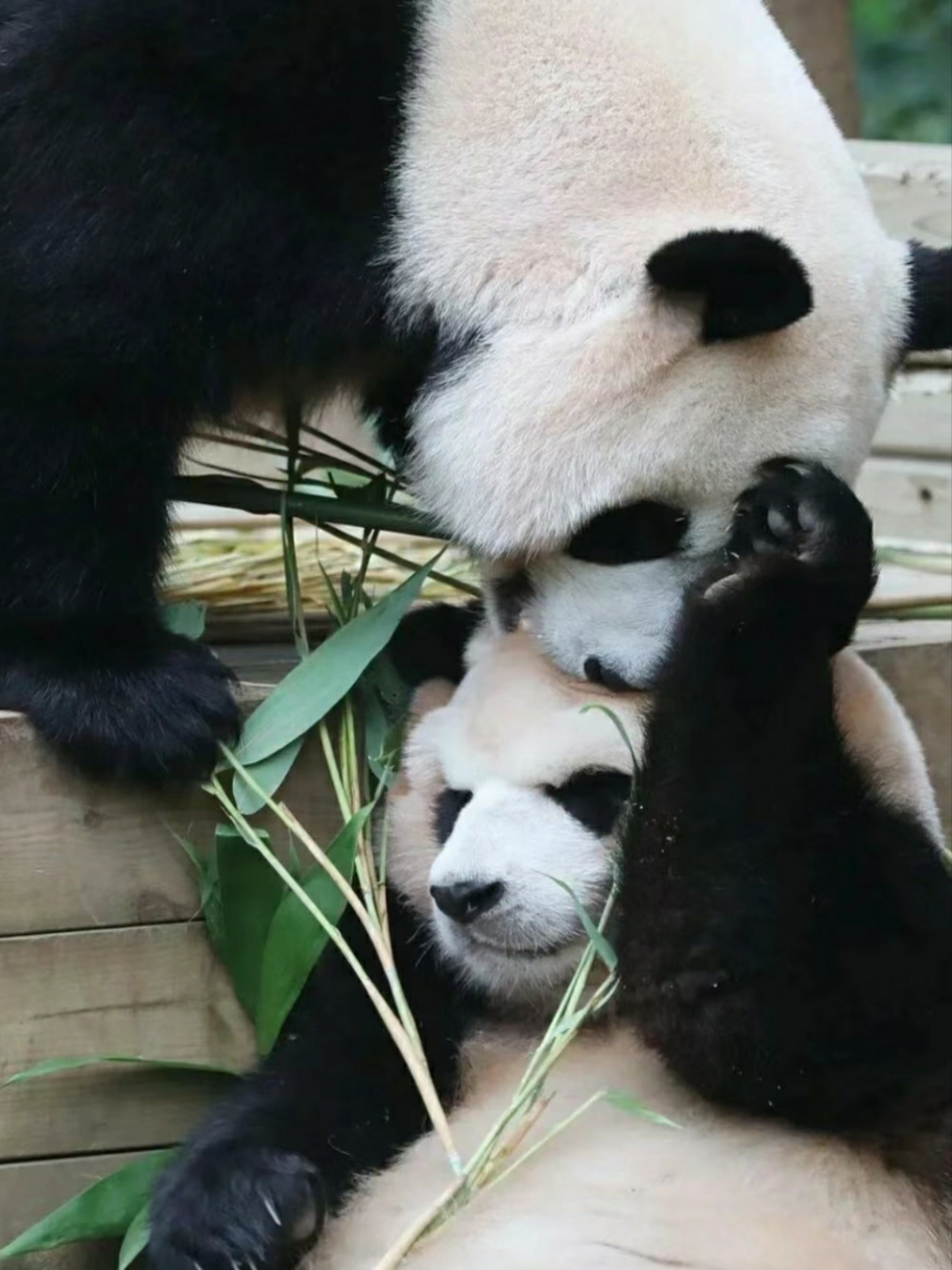 福宝:我妈已经三天没有打我啦[嘿哈][嘿哈][嘿哈]