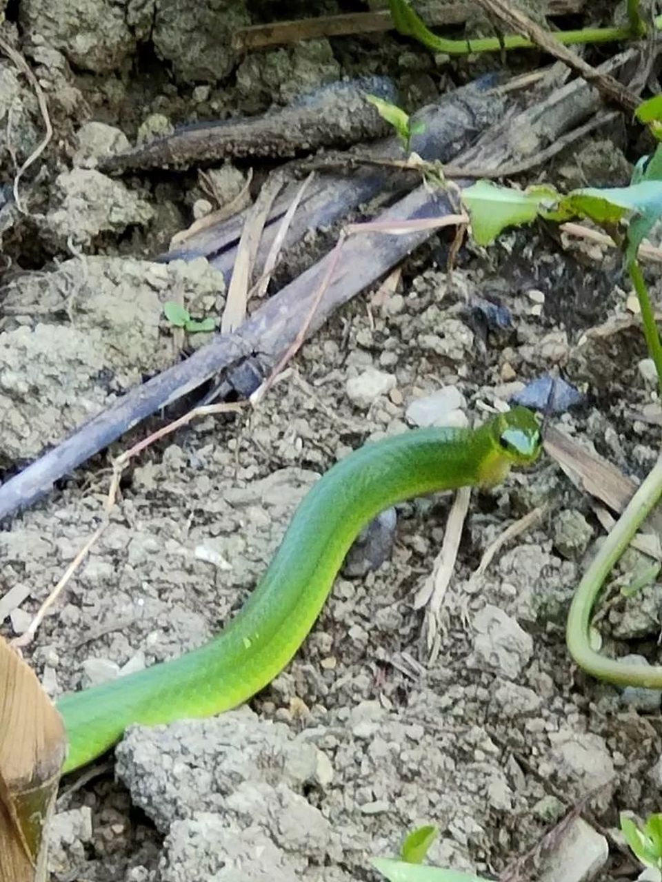 这条小青蛇看着好漂亮呀!
