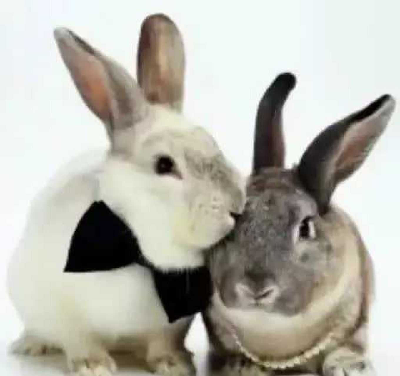 双兔傍地走,安能辨我是雄雌