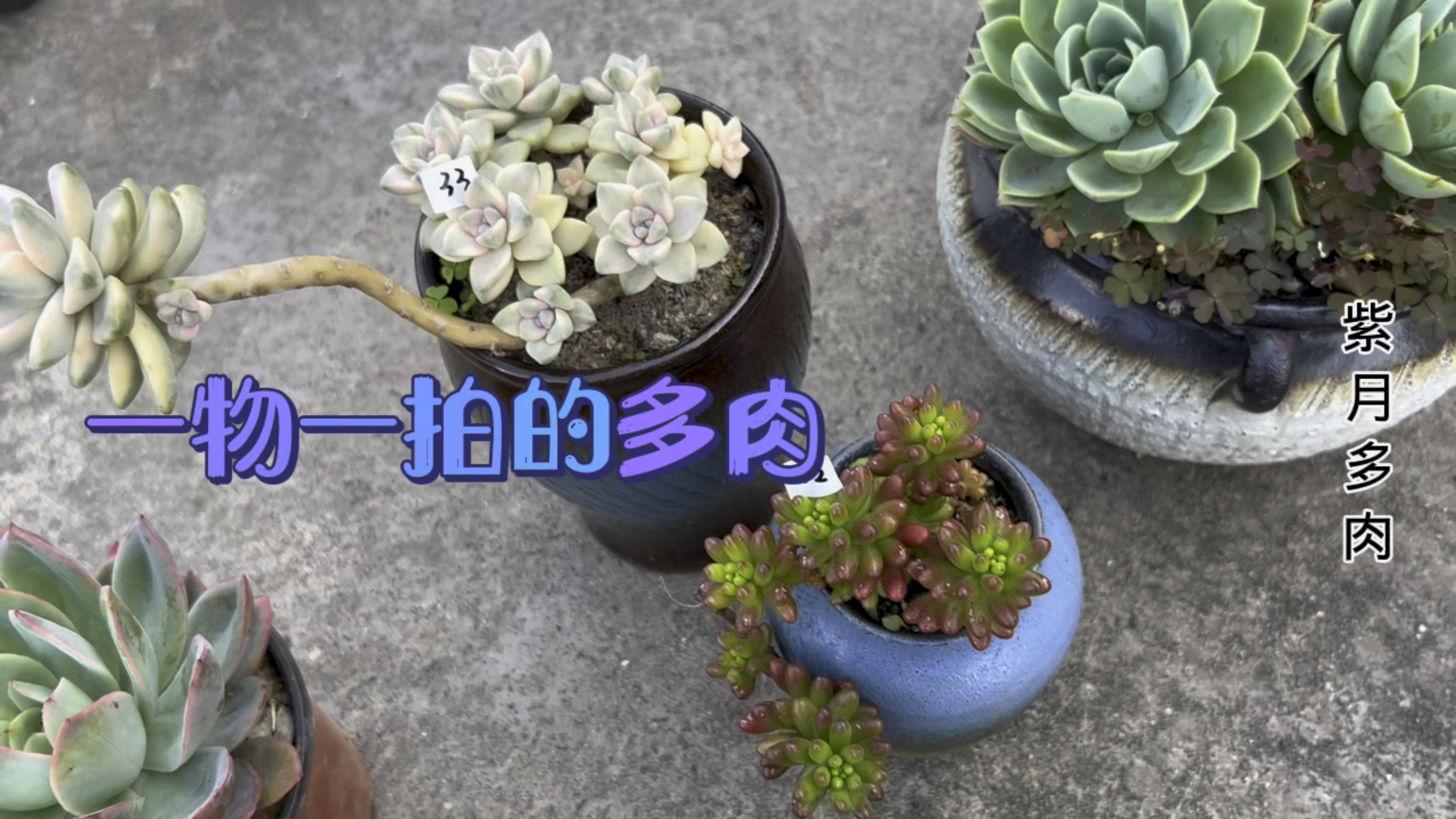 楼顶露养的多肉,挑了些状态好的多肉一物一拍