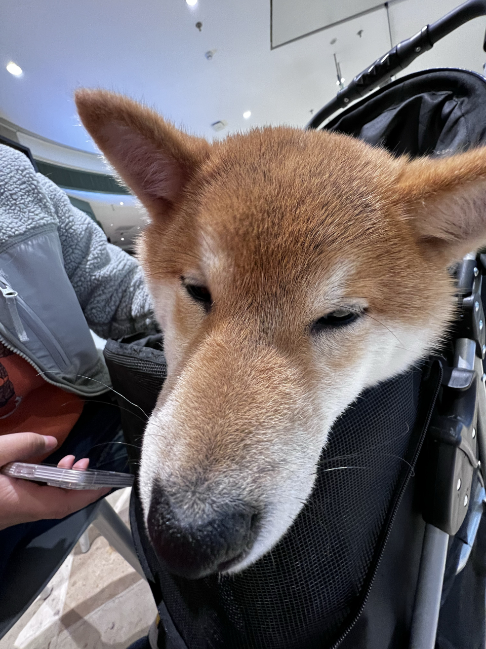 车座子小狗#萌宠# #狗狗日常# #狗狗