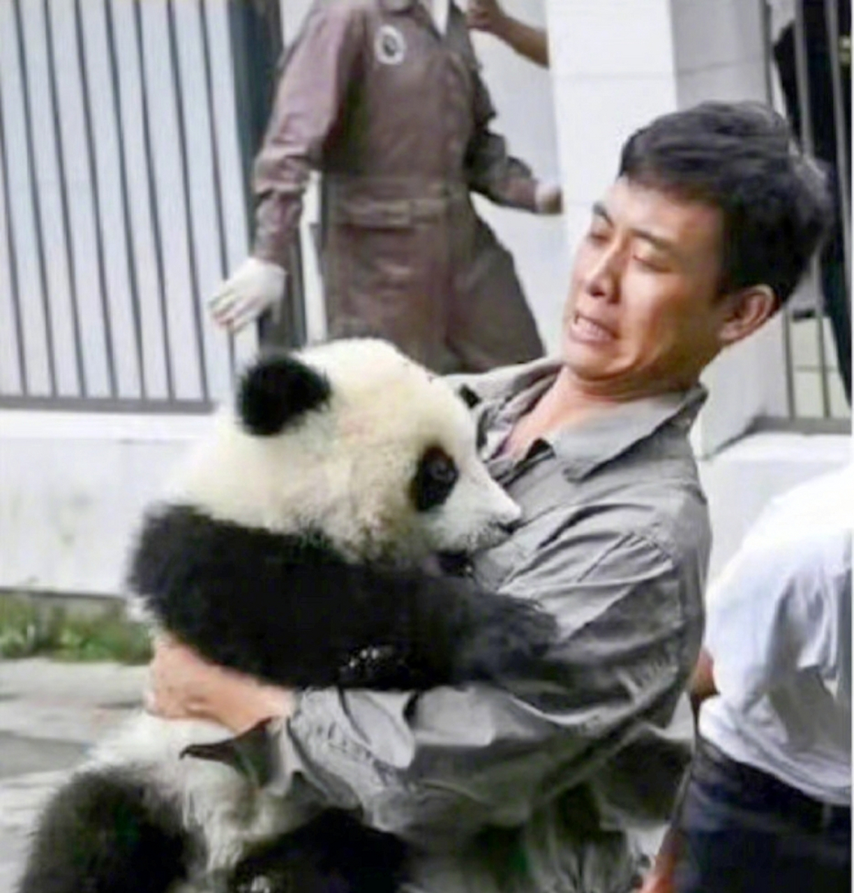 张译曾经被小熊猫咬了胸部!大概把它当成熊猫妈妈了!