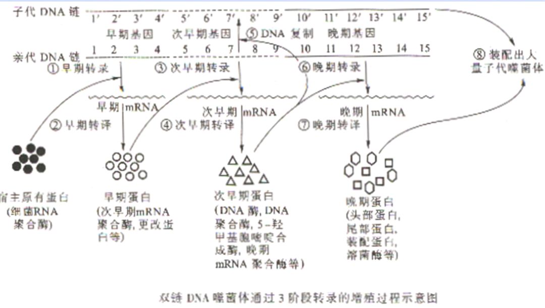 病毒为何如此致命?病毒是如何增殖?