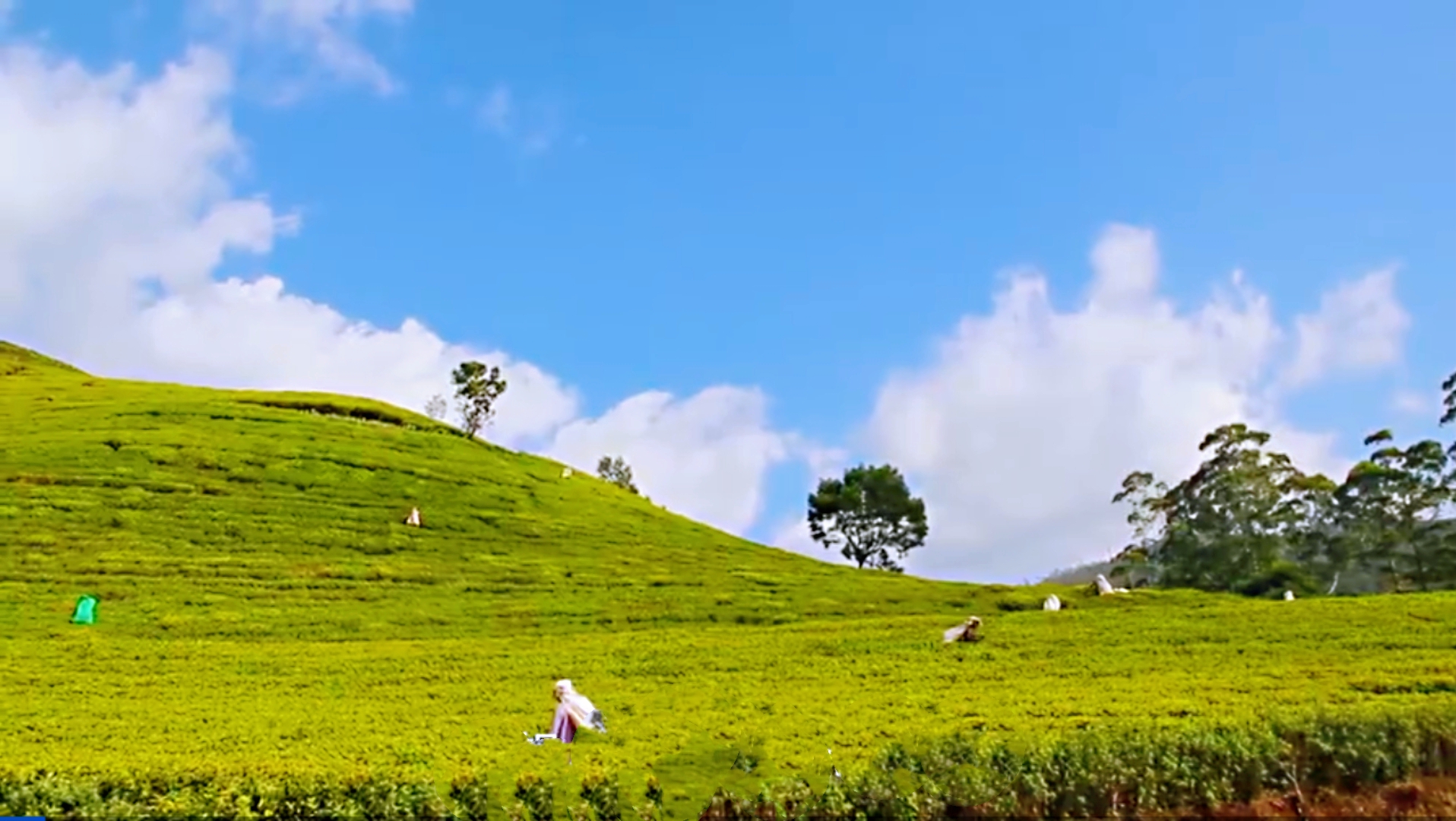 斯里蘭卡之旅(九)高山茶園小火車