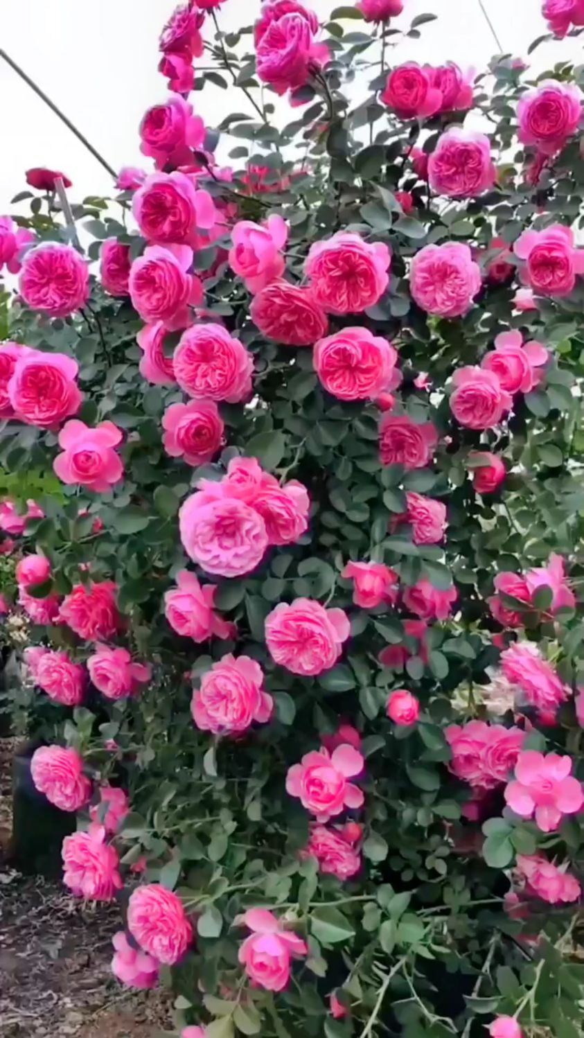藤本月季粉色达芬奇花量多花期长多季循环开花适合做拱门花墙花柱等