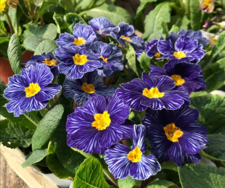 同样秀丽的欧报春与报春花