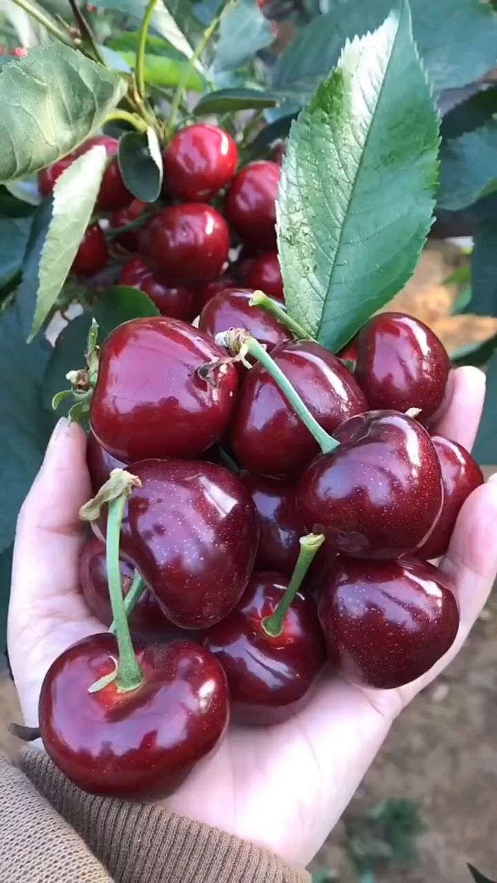 俄罗斯八号大樱桃树,口感纯甜多汁,适合庭院盆栽,含糖量高-度小视