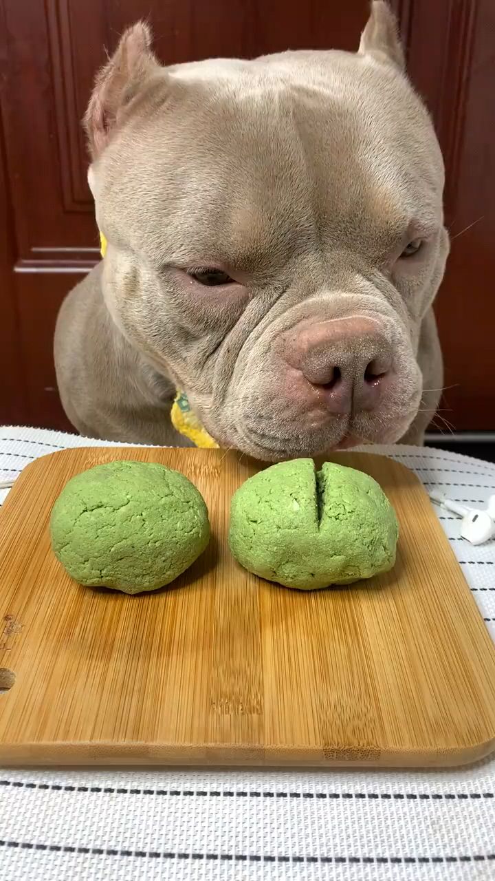 爱吃蔬菜馒头的狗狗