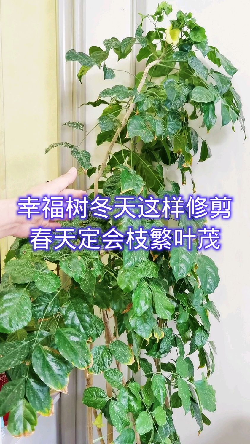 幸福树冬天这样修剪春天长出更多侧枝