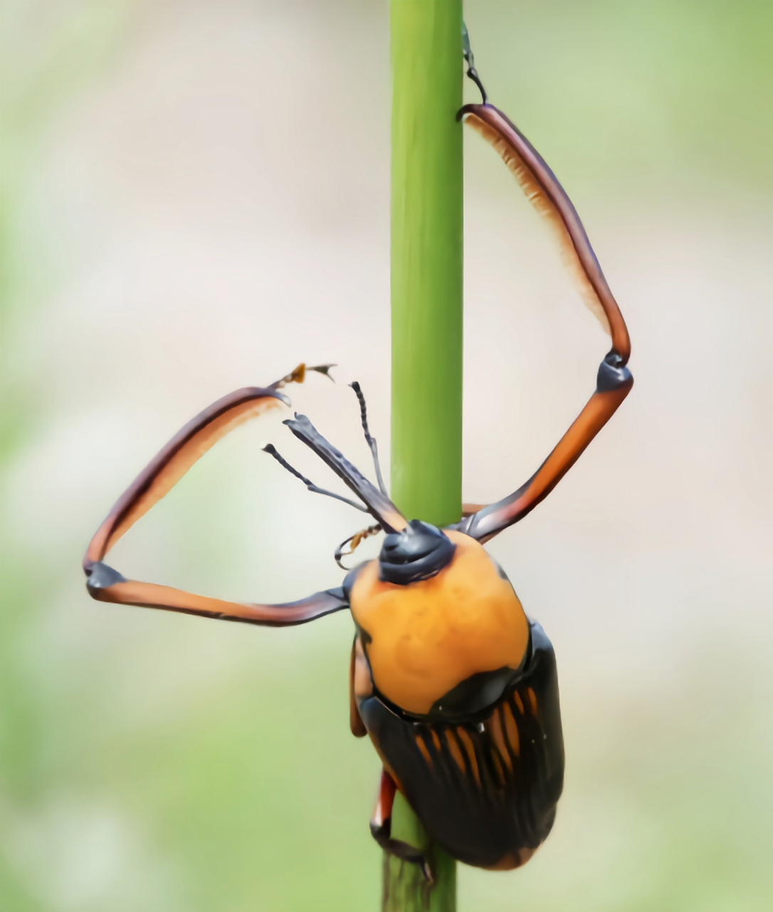 每天认识一种昆虫——长足竹大象 长足竹大象又竹横锥象甲,成虫体长2.