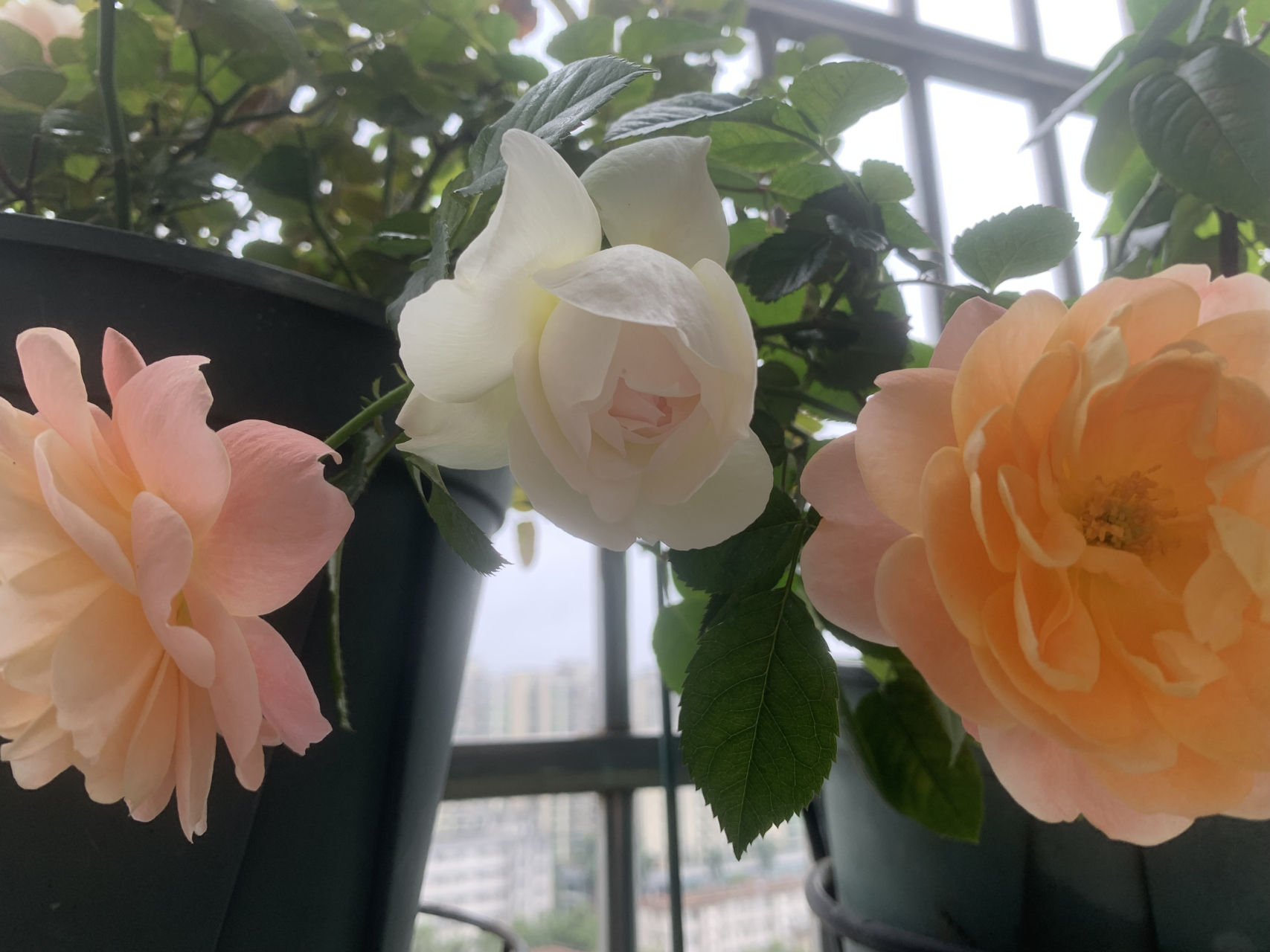 波莱罗月季,又白又香人人夸. 真都很仙,很香. 就是枝条细,容易垂头.