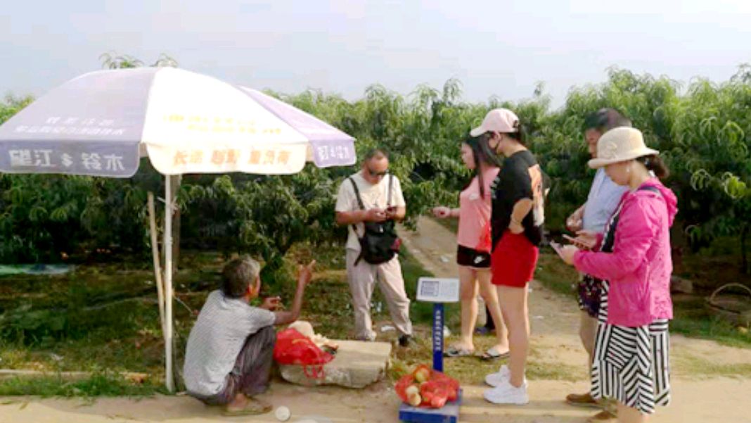 新野县新甸铺镇津湾村:碧海银滩桃花源 美丽乡村新画卷