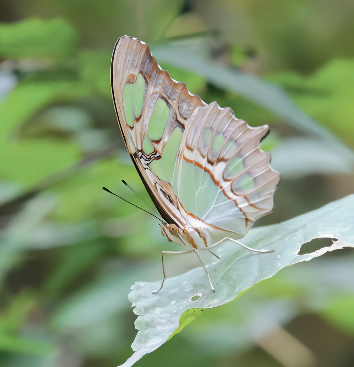 每天认识一种昆虫——绿斑角翅毒蝶 绿斑角翅毒蝶是蝴蝶科昆虫,翅膀
