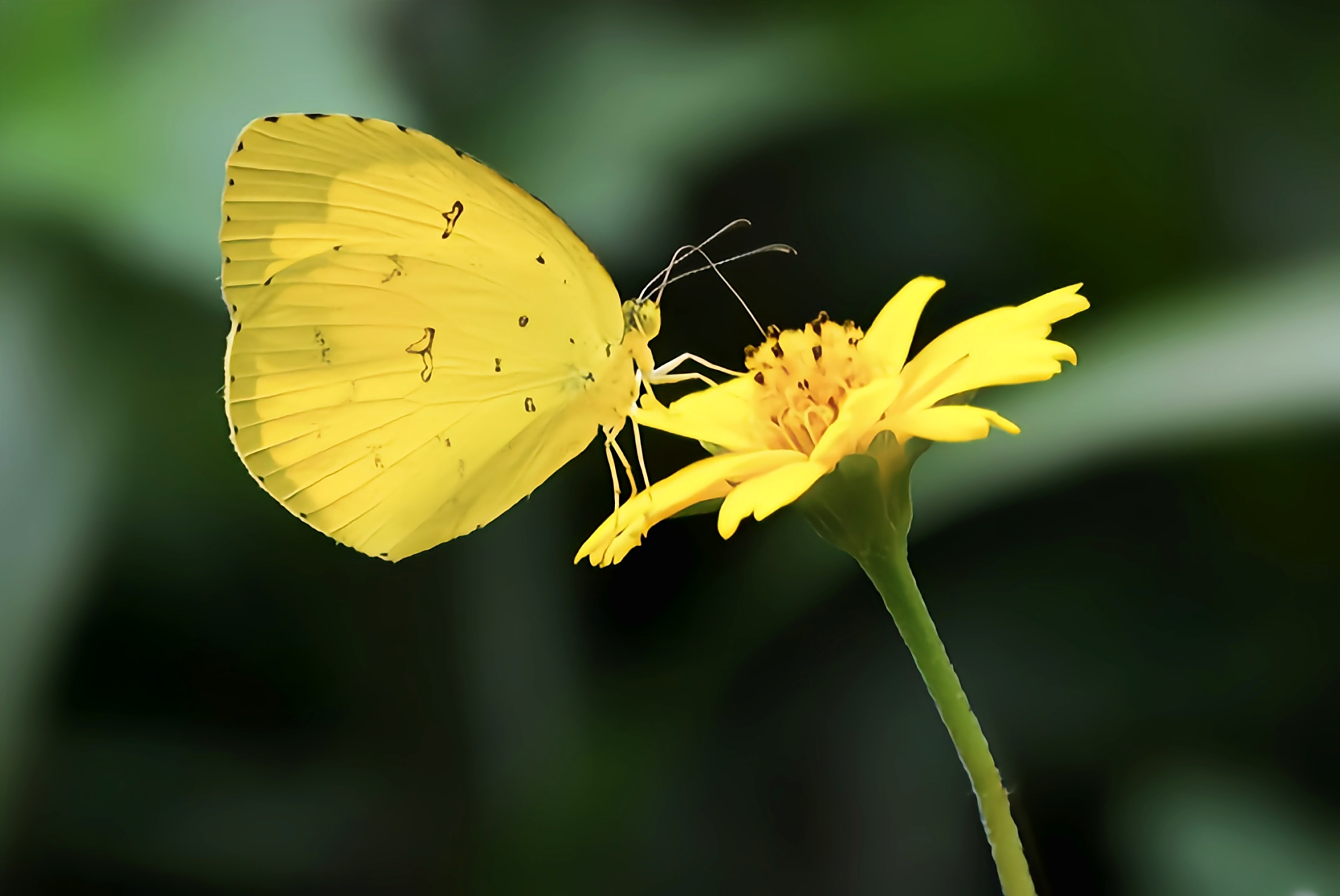 每天认识一种昆虫——宽边黄粉蝶  宽边黄粉蝶是我国常见的蝴蝶之一