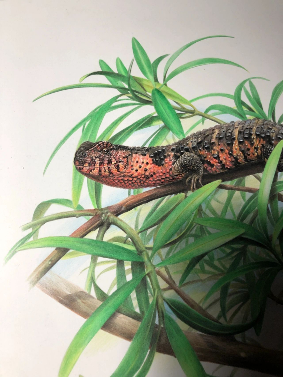 如今,瑶山鳄蜥在我国的野外种群数量已低于1000只,濒临灭绝,急