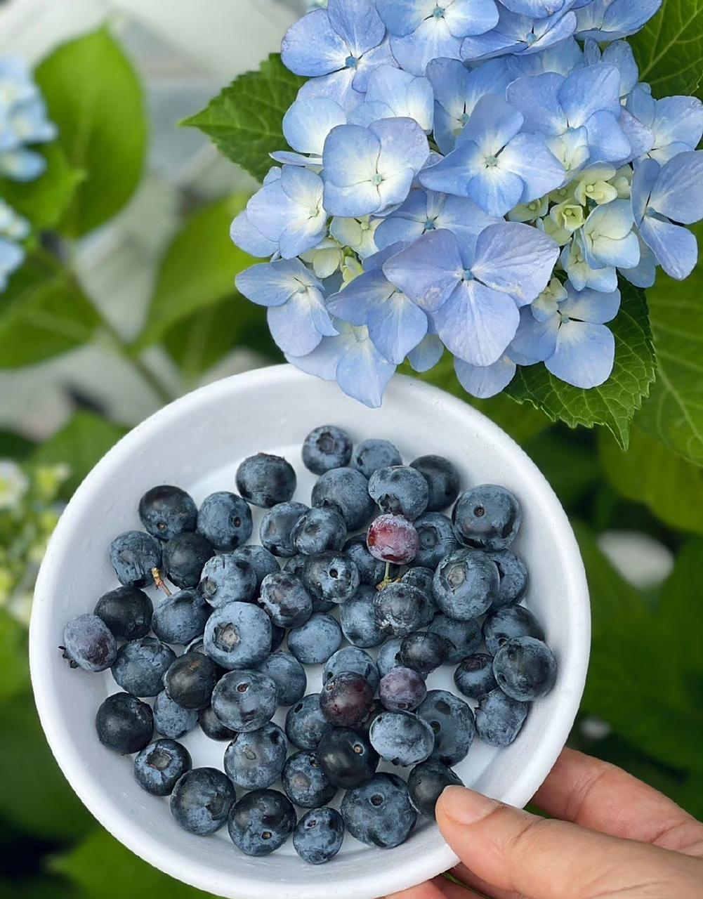 【2023的初夏】08【蓝莓夏普蓝】熟了08