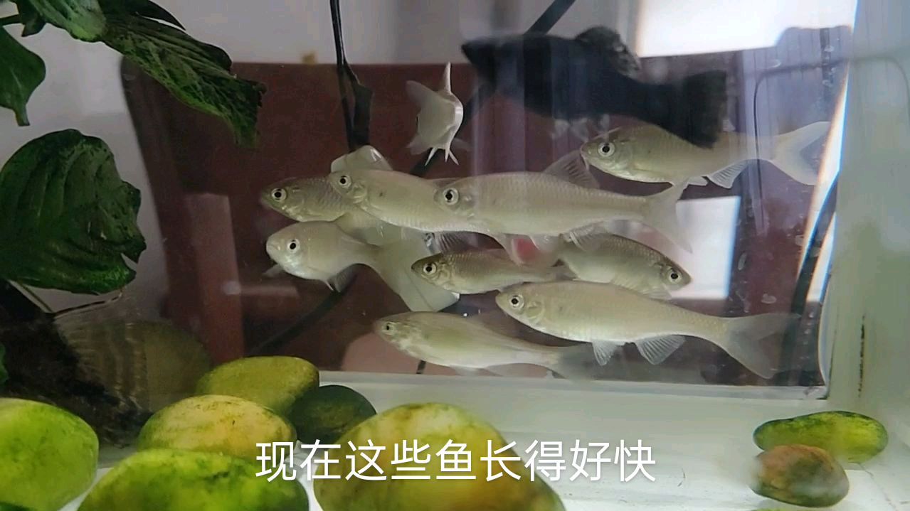 家里养的江鱼长的挺快,不知道这鱼能长多大,有知道的吗?