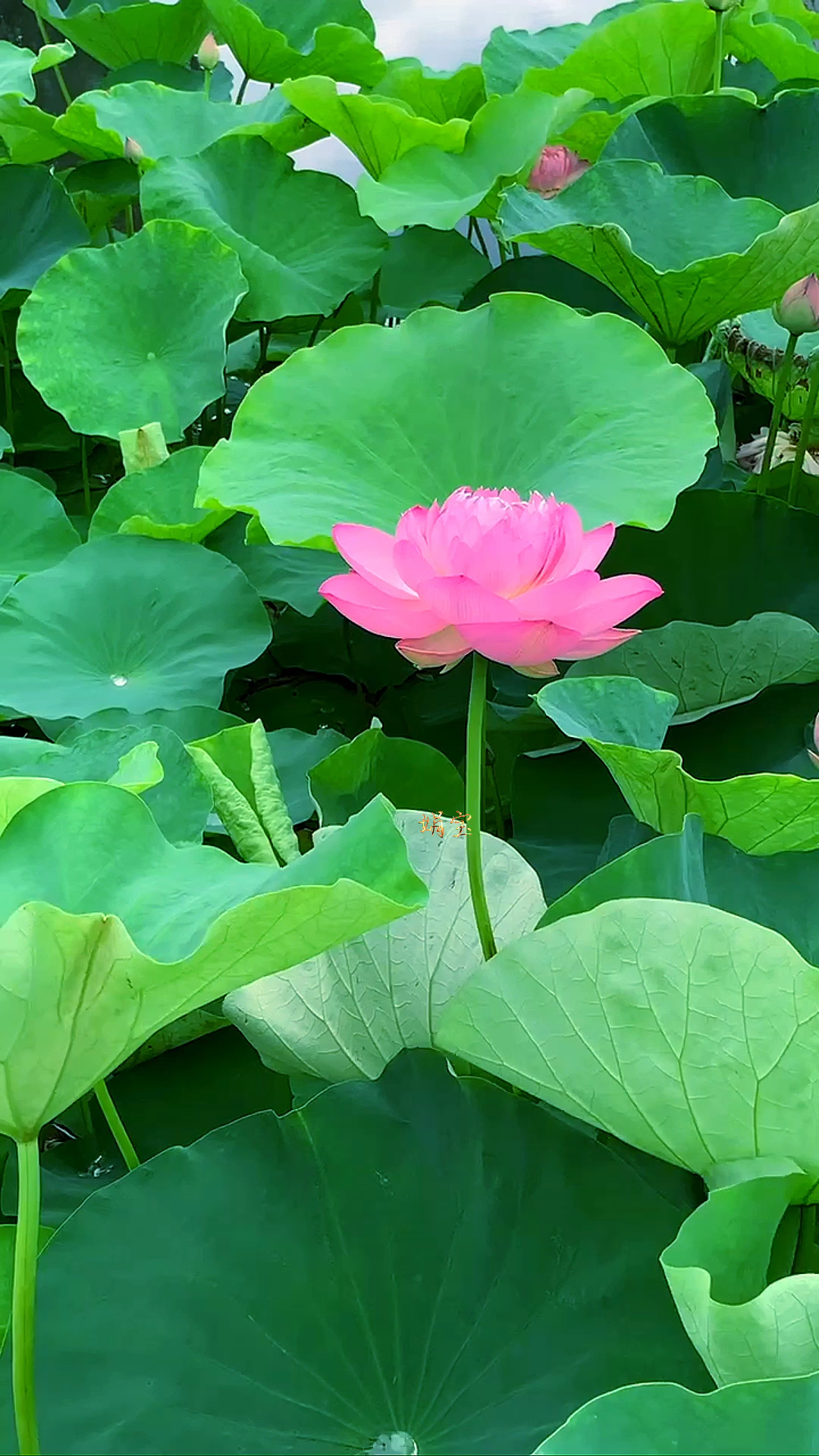 莲盘莲子藕上立,荷花醉是心上人