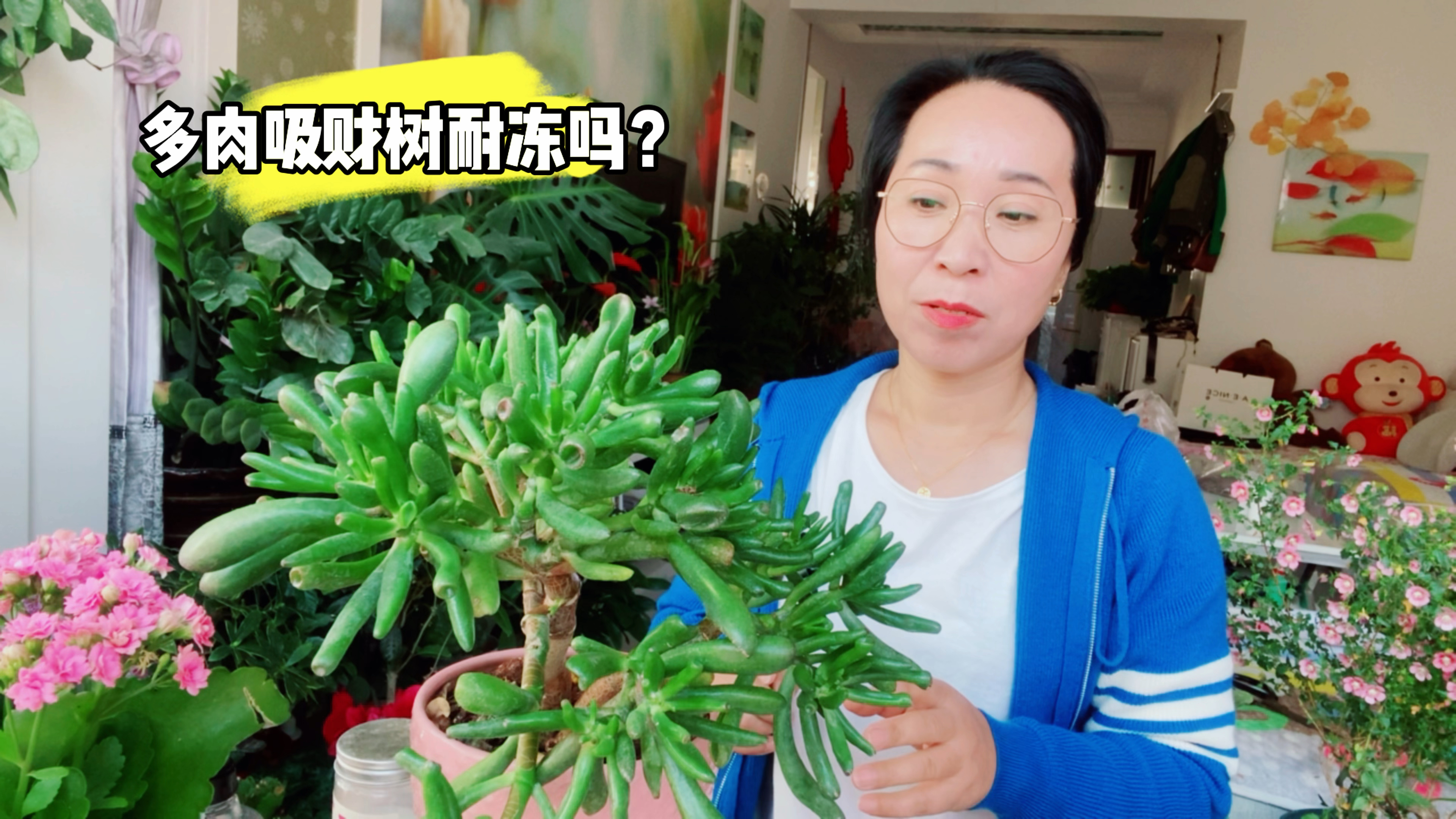 多肉吸财树耐冻吗?怎么养护?