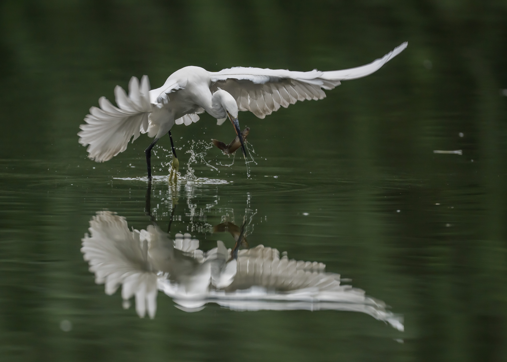 南湖公园鹭鸶掠影