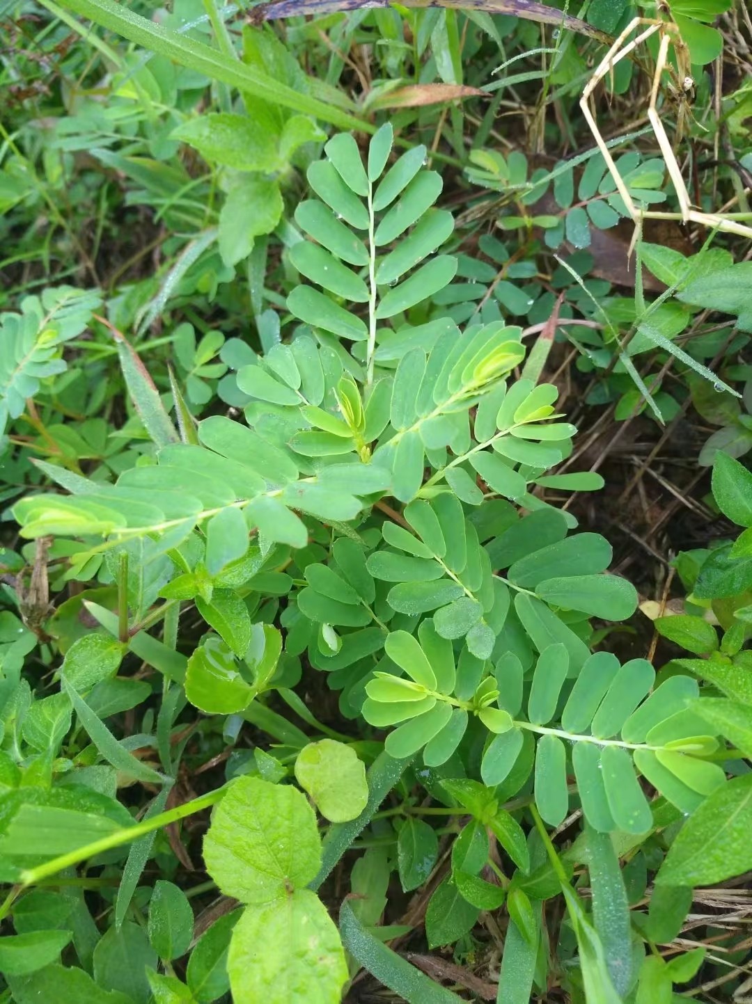 珍珠草功效主治药用图片