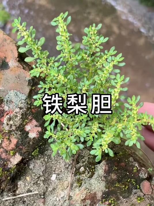铁梨胆这种植物很珍贵,你们家乡有没有这种植物?
