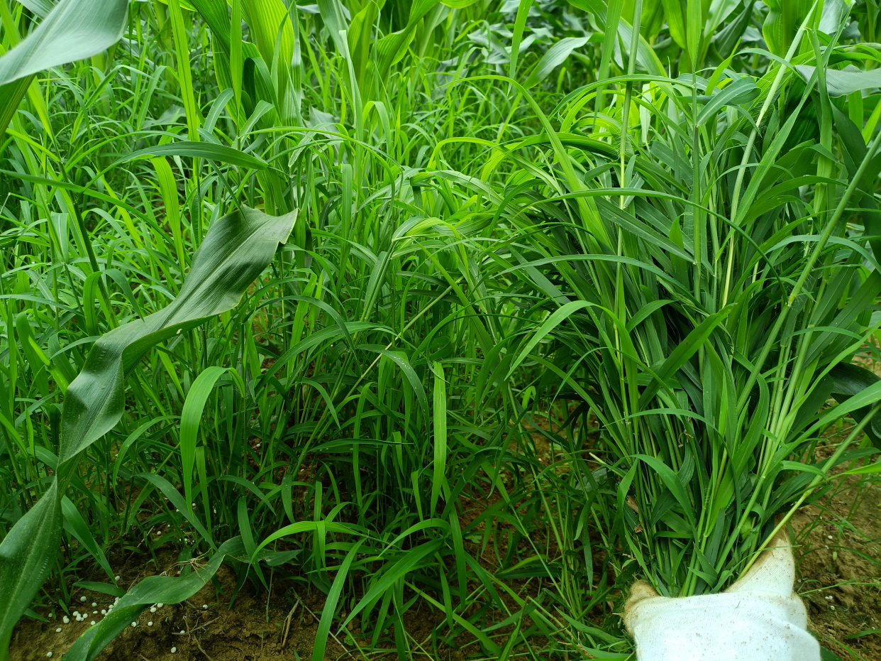 不养牛羊可惜了