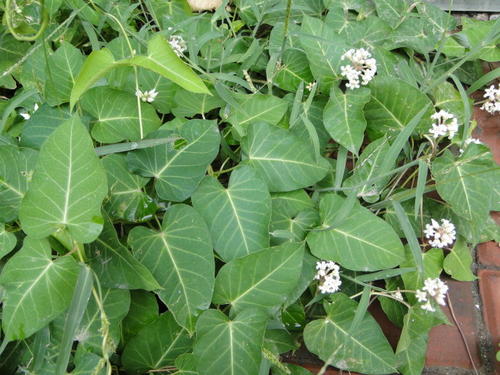 萝藦是一种什么样的植物?