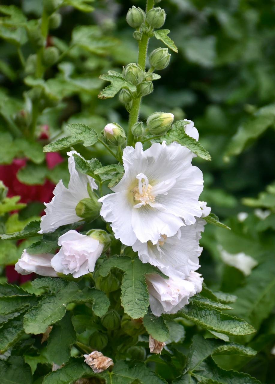 白色蜀葵  最早于四川发现,故得名.在端午开花,称端午花.