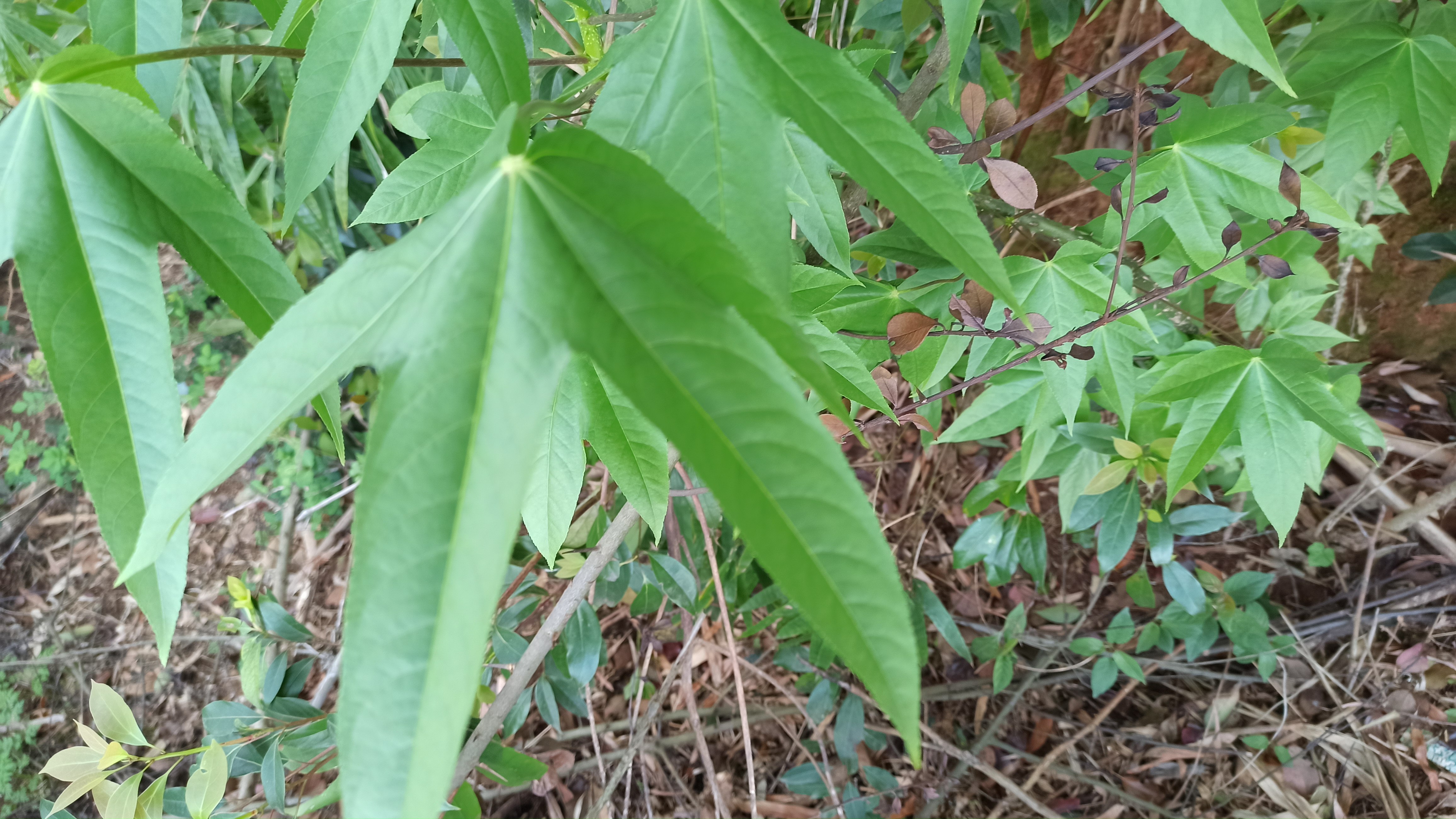 湖南发现了百年五指毛桃树