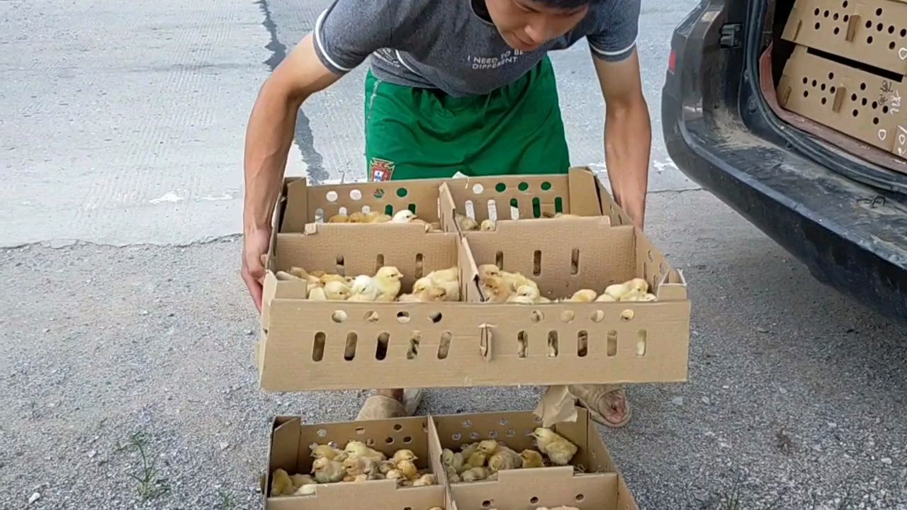 1500只土鸡苗今天到了,厂家派专车送过来的,小鸡质量还可以