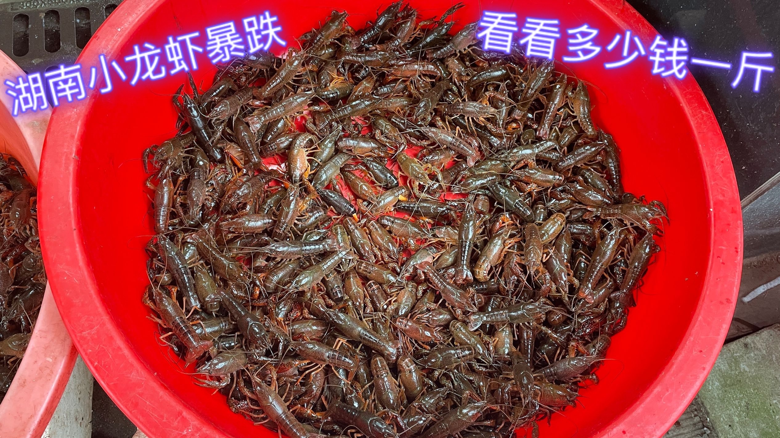 湖南农村龙虾大降价,看4月18日卖多少钱一斤,太便宜了