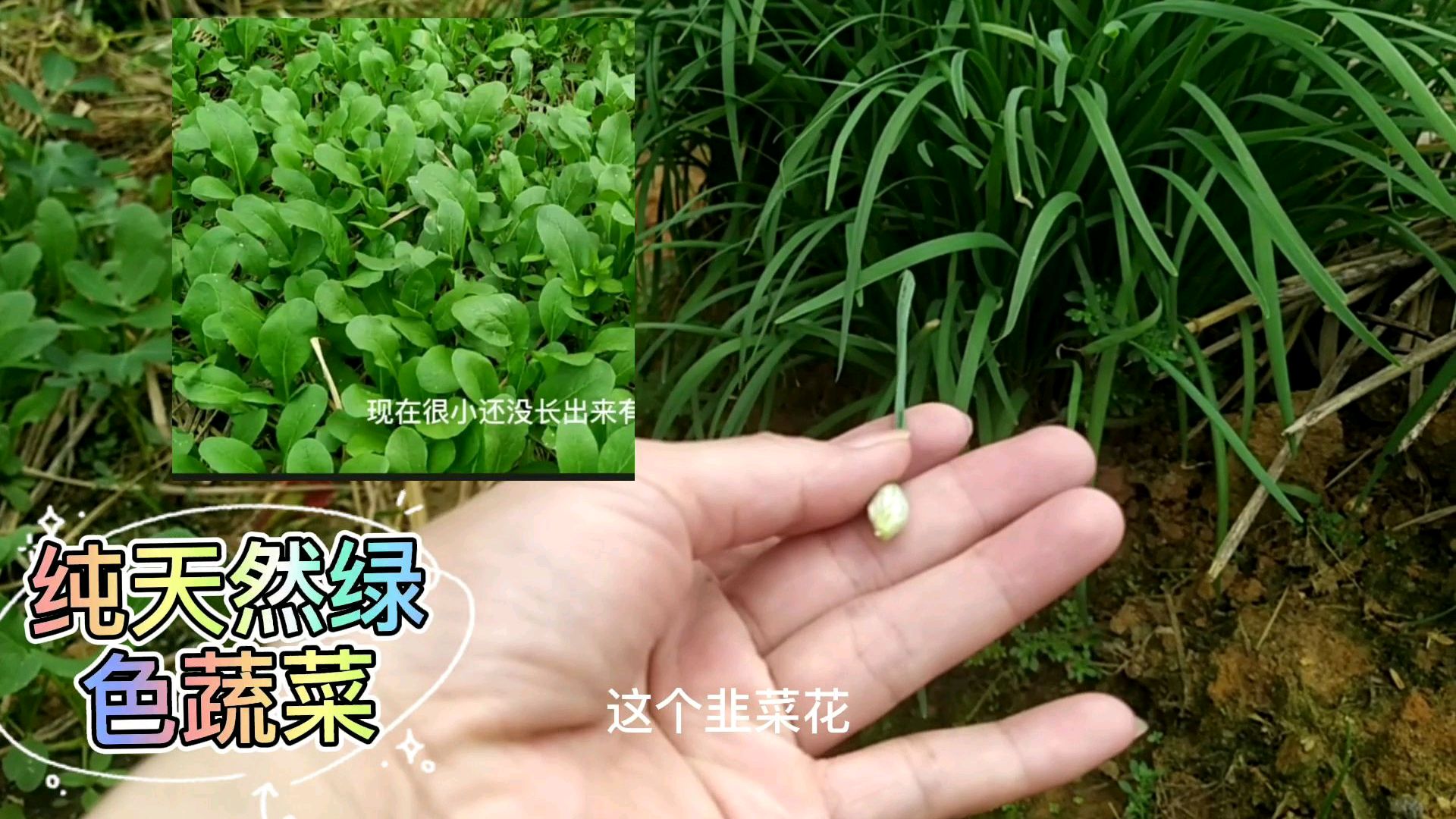 实拍怀集农村纯天然绿色菜园,种着各种蔬菜快来看看你都认识几种