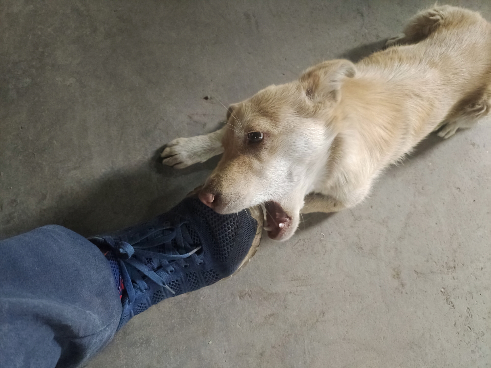 已经被它咬坏第三双鞋了,这是怎么回事?有知道的吗?