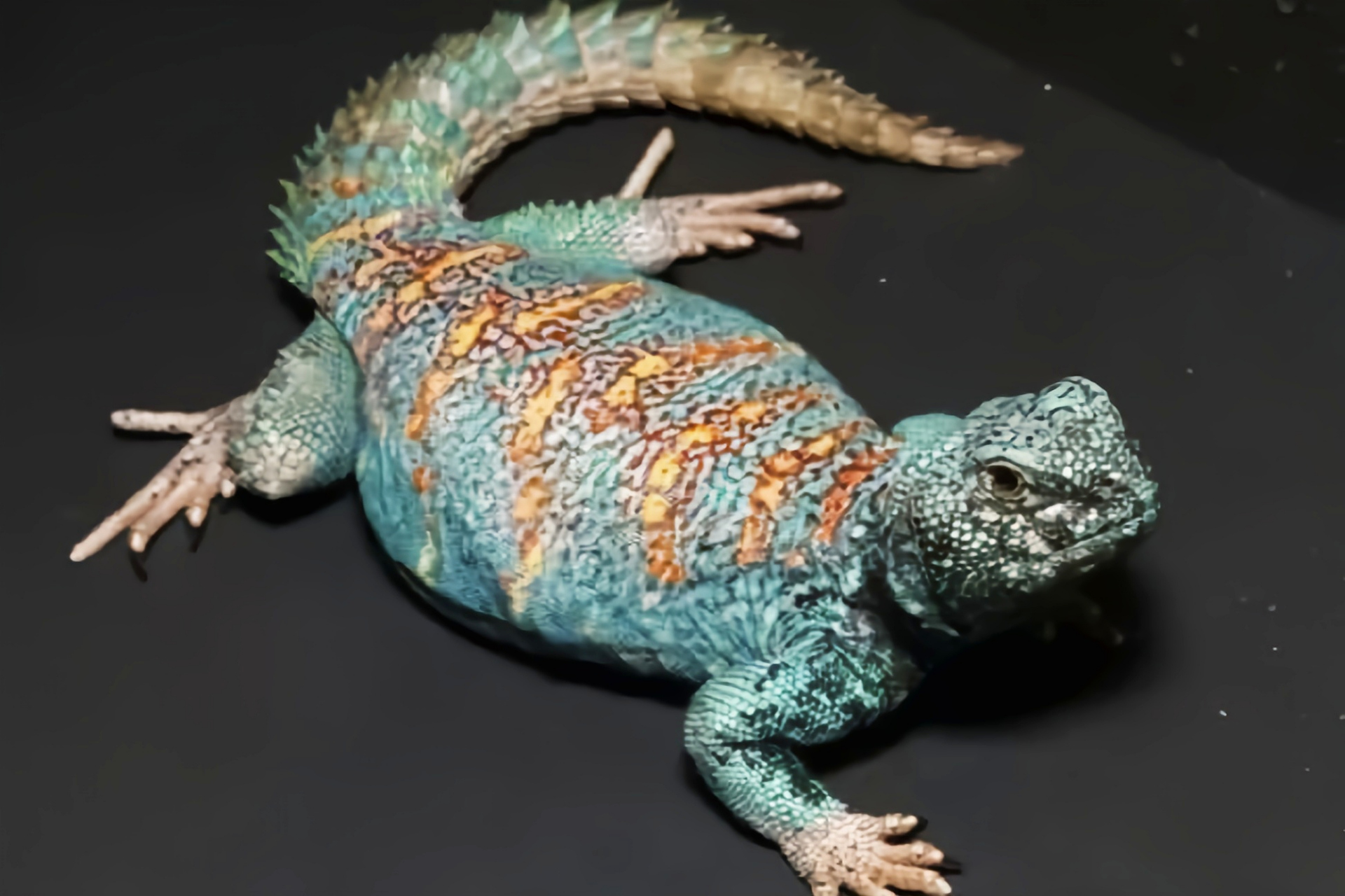 每天认识一种动物——孔雀王者蜥 孔雀王者蜥别名华丽王晰,索马利王者