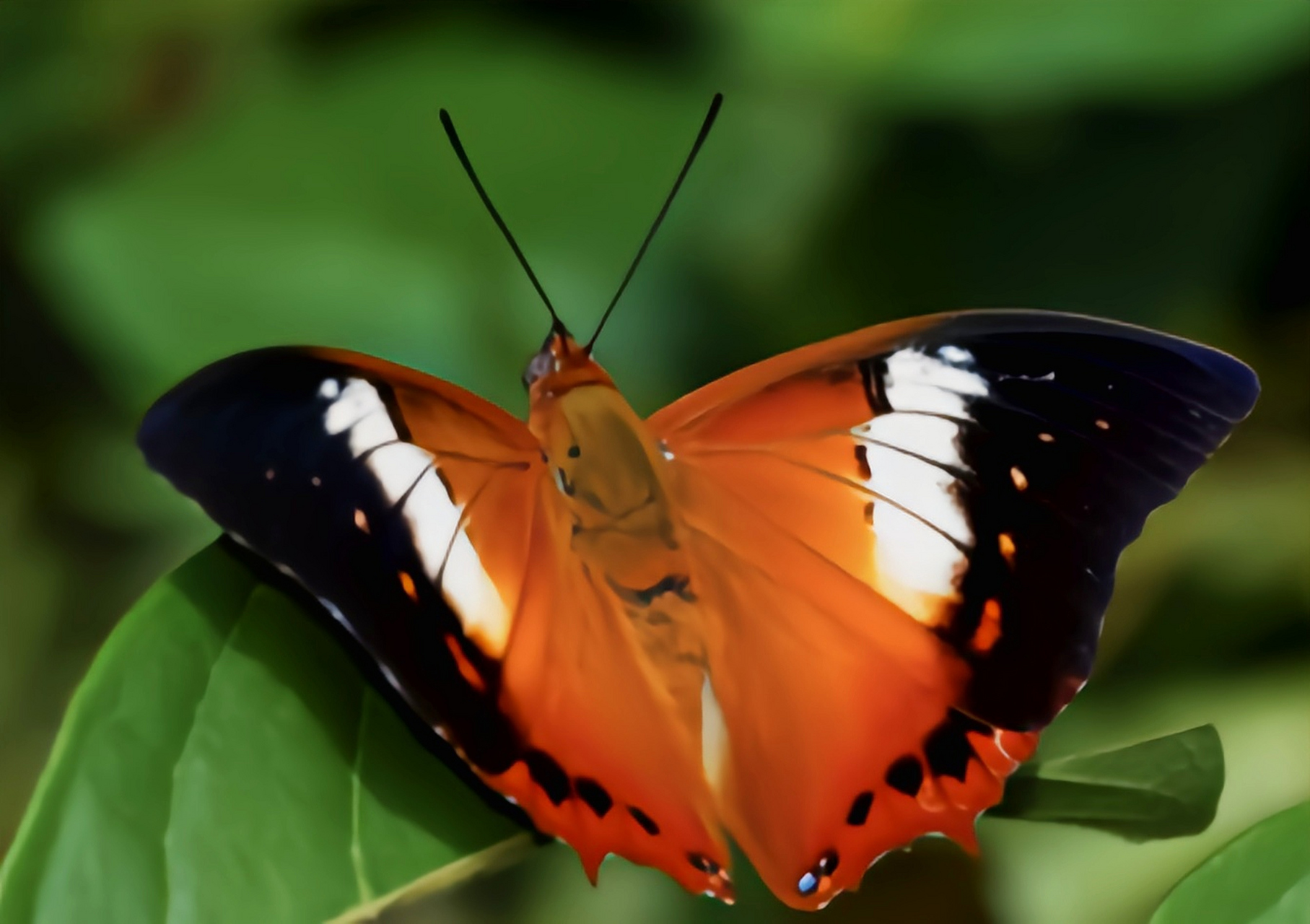 每天认识一种昆虫——白带螯蛱蝶 白带螯蛱蝶别名樟白纹蛱蝶,茶褐樟
