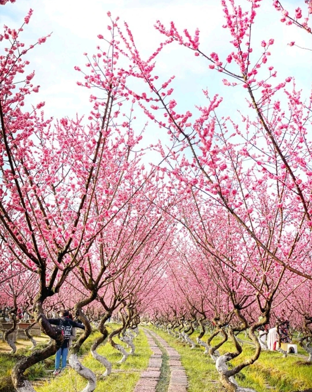 成都近郊新晉賞花打卡地——都江堰問花村