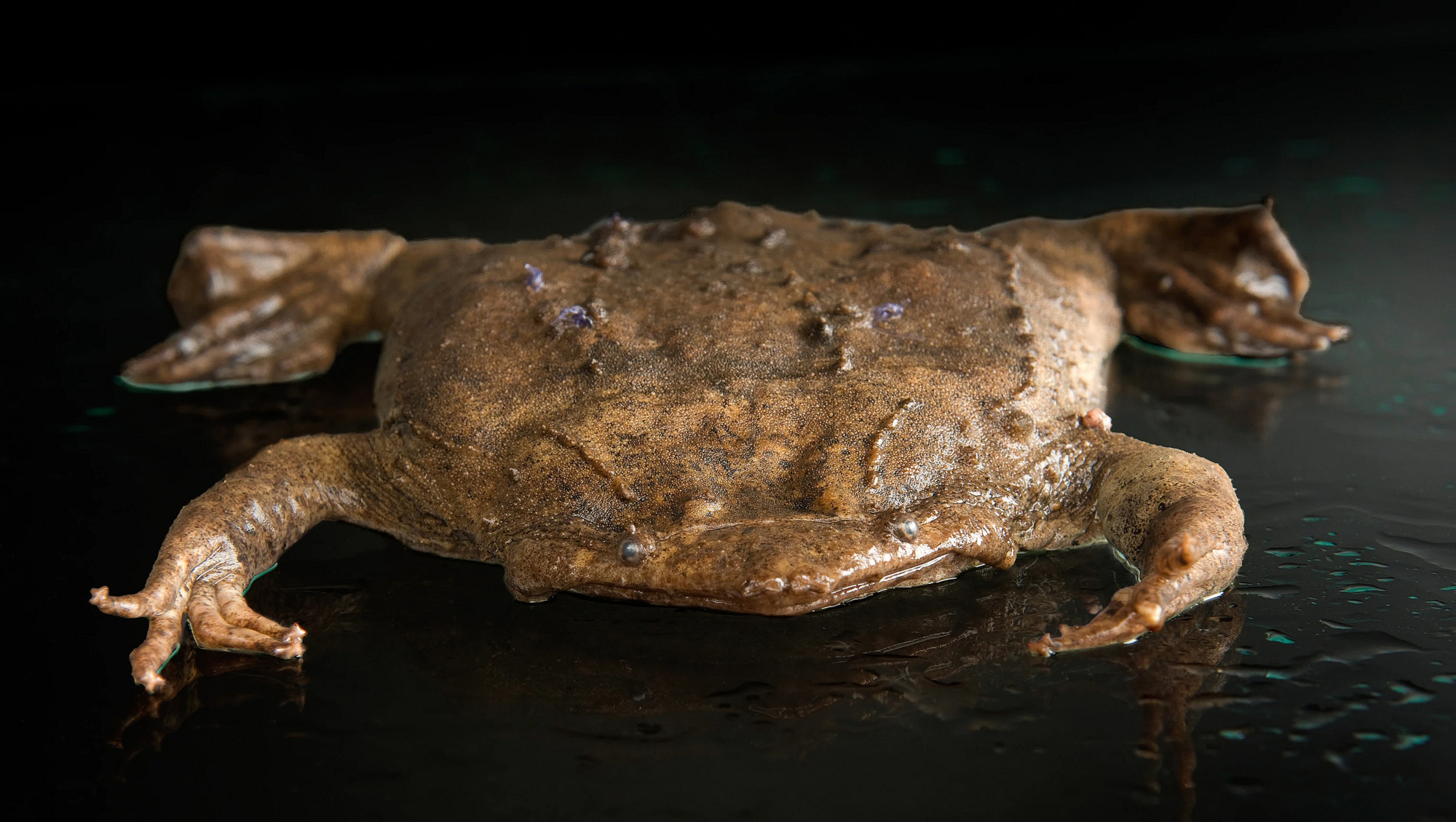 丑陋的苏里南蟾蜍