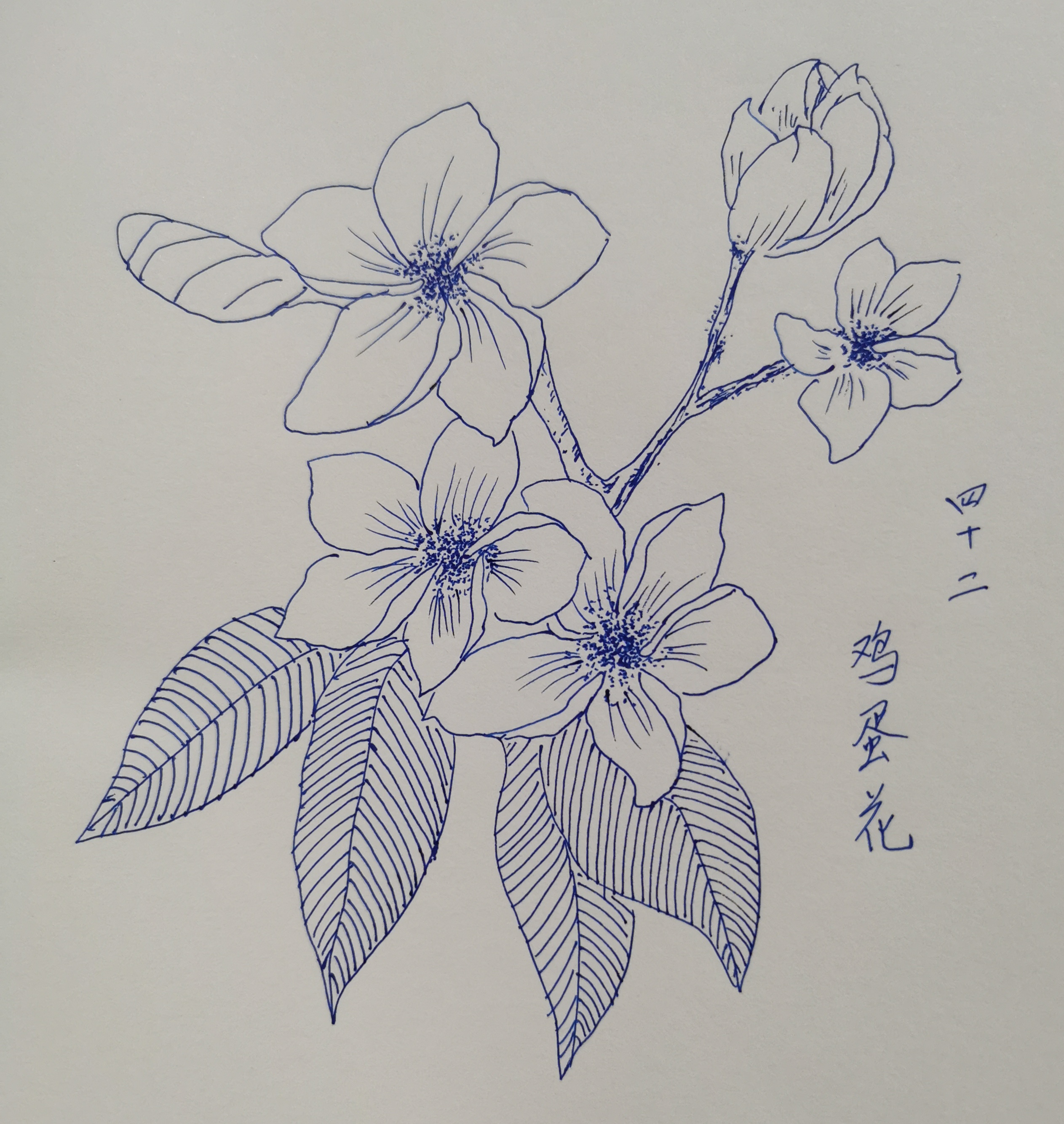 简笔画鸡蛋花图片