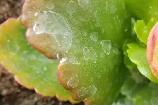 长寿花叶子发黄怎么回事?