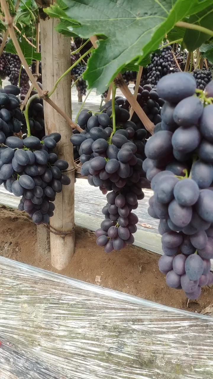 紫甜无核葡萄苗 也叫a17葡萄苗 植株成花能力强 根系发达 产量高
