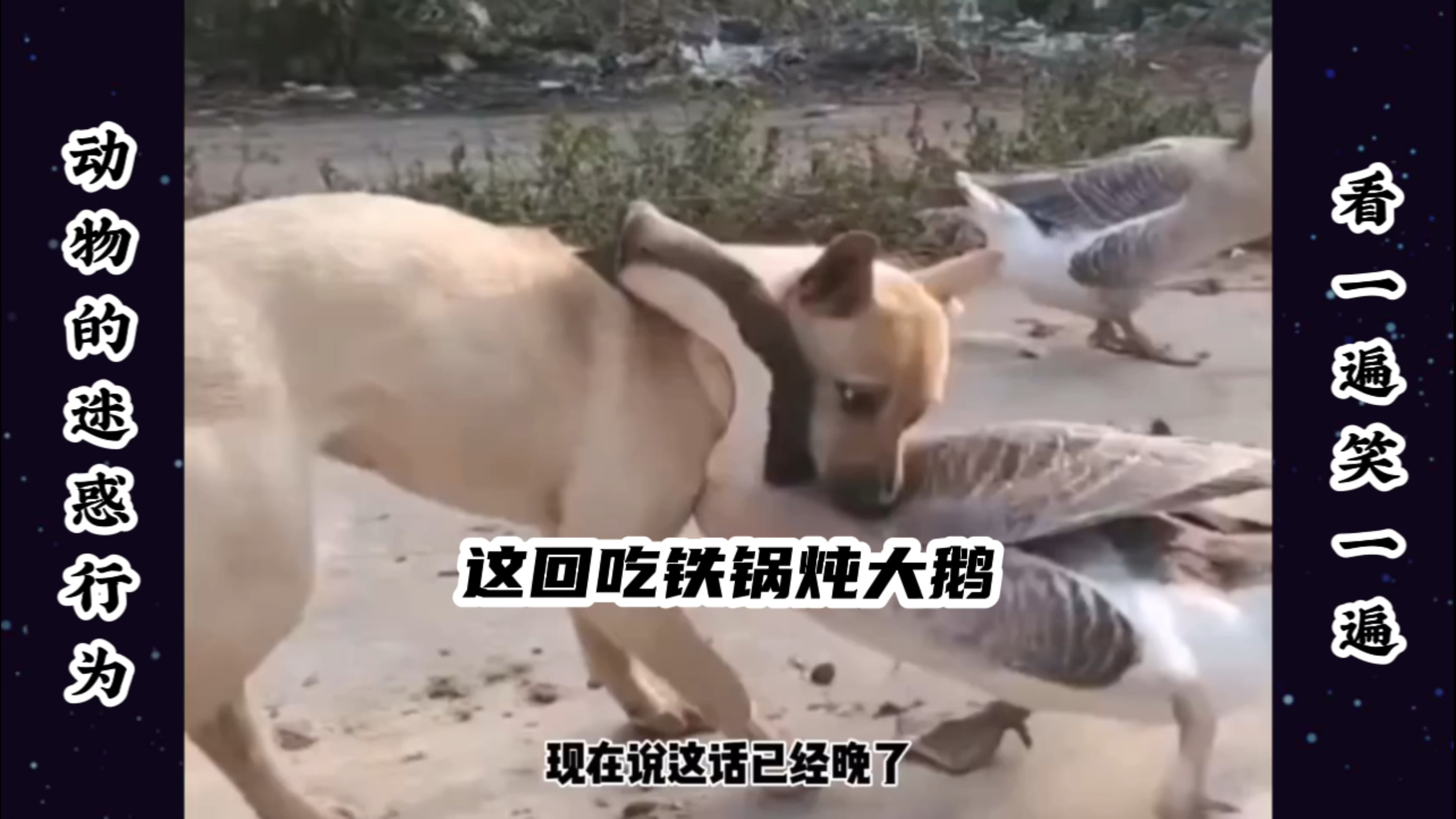 这回吃铁锅炖大鹅,以后谁还敢跟我较劲
