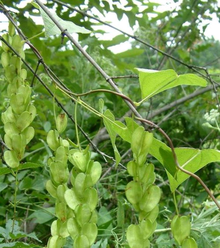 野山药藤蔓图片图片